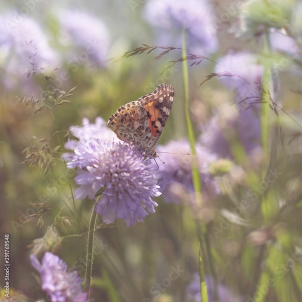 Obraz Painted Lady butterfly on flower