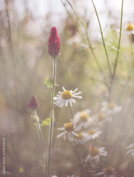 Obraz field of daisies