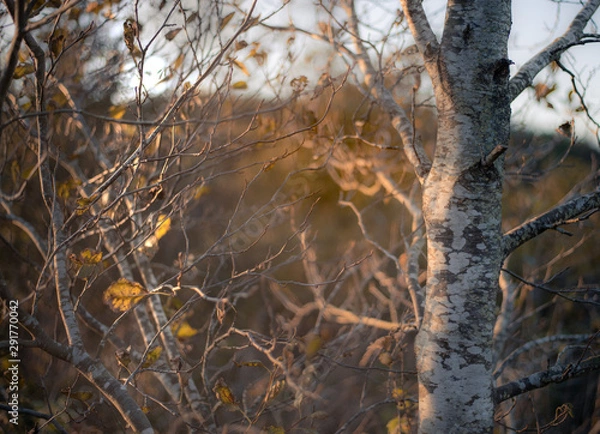 Obraz Autumnal tree at sunset
