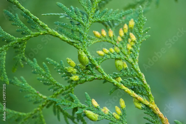 Fototapeta Thuja With Seeds Of Evergreen Shrub In Garden Close Up.