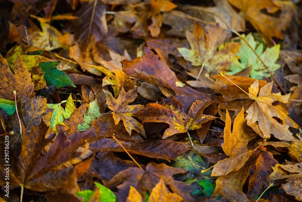 Fototapeta Falling Maple Leaf On The Ground In Autumn Adding Vibrant Fall Color To The Landscape Of Pacific Northwest, Washington, United States