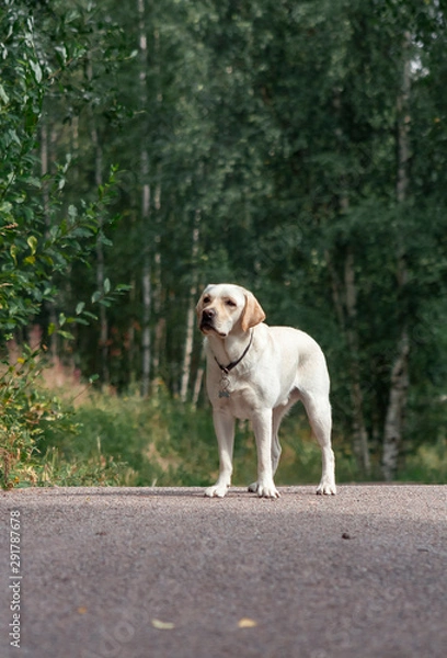 Obraz Golden labrador dog standing on the road with forest on the background. Animal portrait.