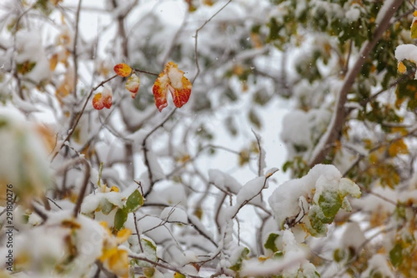 Obraz Trees under the first snow, Norilsk