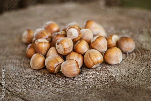 Fototapeta Heap of fresh ripe hazelnuts on an old tree stump. Shallow depth of field.