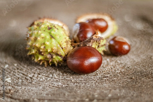 Fototapeta Autumn chestnut fruits in shell on an old tree stump. Shallow depth of field.