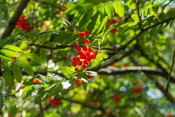 Fototapeta red mountain ash (lat. Sorbus aucuparia) with green leaves in summer 