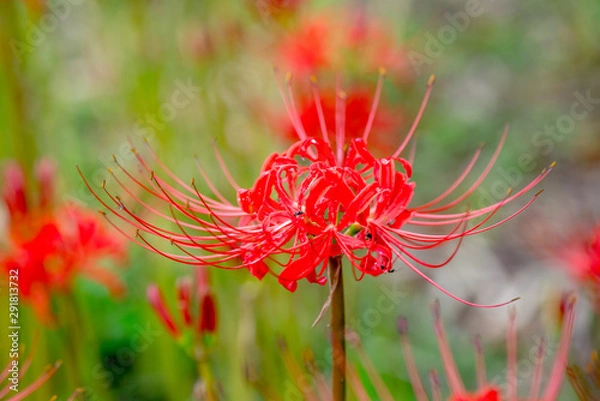 Fototapeta 七ツ森古墳の彼岸花