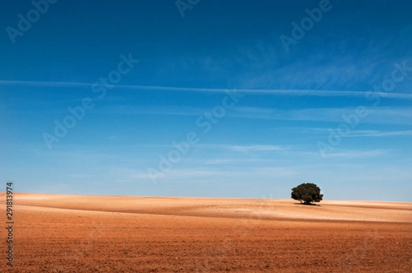 Obraz Árbol solitario