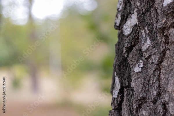 Fototapeta Birch Tree Trunk Bark Texture Close up on light brown blurred