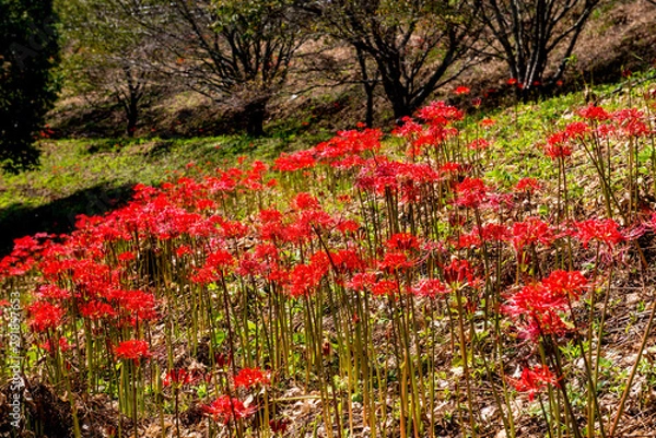 Fototapeta 風の郷公園の彼岸花