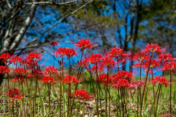 Fototapeta 風の郷公園の彼岸花