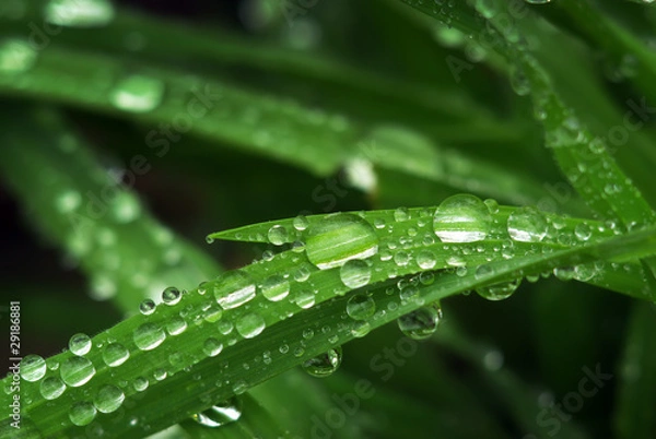 Fototapeta Macro of raindrop