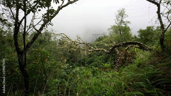 Obraz Madeira Ribeiro Frio 4