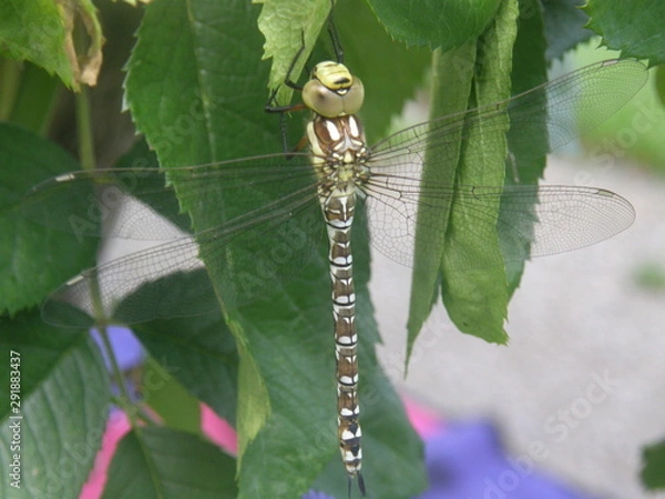 Fototapeta OLYMPUS DIGITAL CAMERA