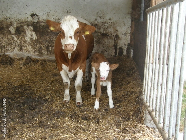 Fototapeta OLYMPUS DIGITAL CAMERA