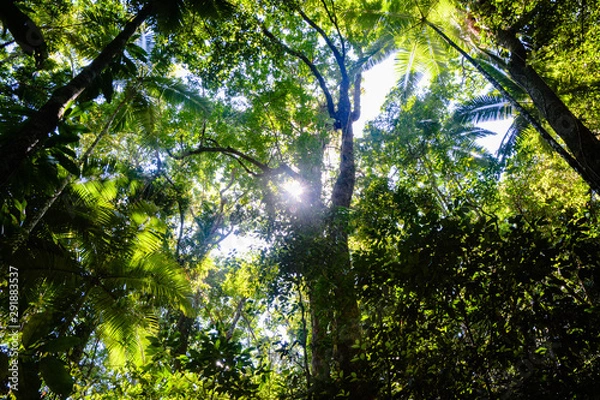 Fototapeta Jungle canopy
