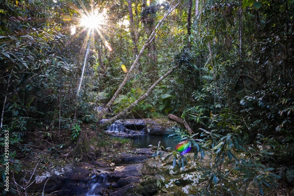 Fototapeta Forest at sunset