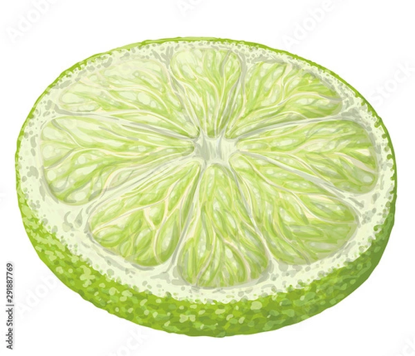 Fototapeta Vector isolated pattern object, hand-drawn harvest juicy, delicious rich wet green lime circle piece, with highlights, beautiful lime peel. Realistic, like paint. Ripe, juicy, fresh lime, ingredient