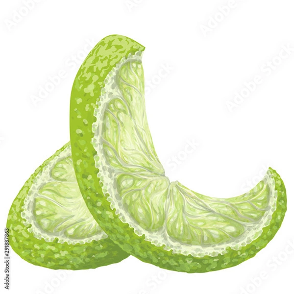 Fototapeta Vector isolated pattern object, hand-drawn harvest juicy, delicious rich wet green curly lime piece, with highlights, beautiful lime peel. Realistic, like paint. Ripe, juicy, fresh lime, ingredient