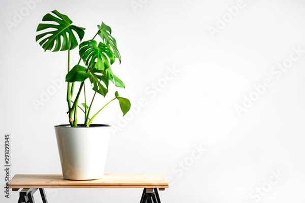 Fototapeta Beautiful monstera flower in a white pot stands on a wooden table on a white background. The concept of minimalism. Hipster scandinavian style room interior. Empty white wall and copy space.