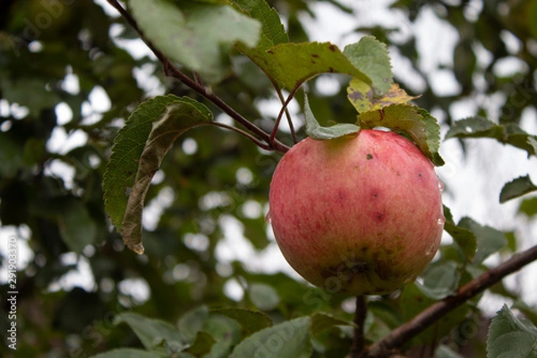 Obraz red apple on a tree
