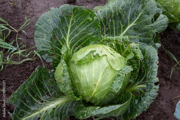 Fototapeta green cabbage
