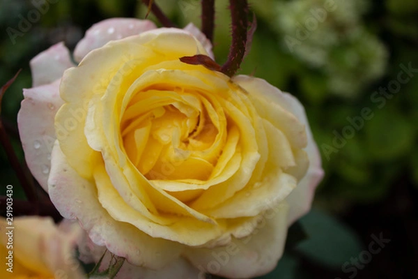 Fototapeta yellow rose