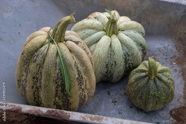 Fototapeta Three pumpkins in wheelbarrow