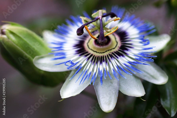 Obraz Passion flower or Passiflora caerulea is a climbing plant