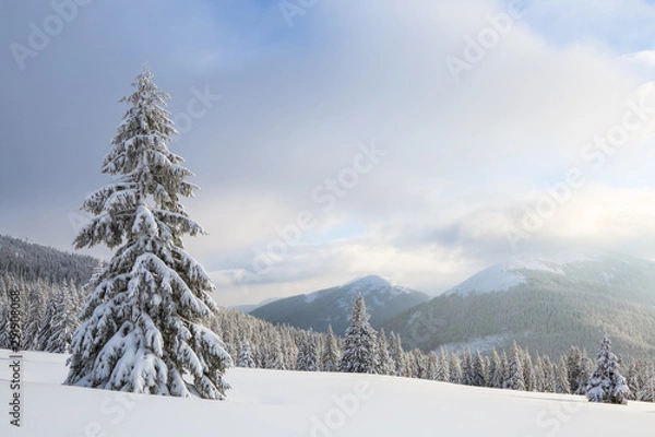 Fototapeta Winter scenery in the sunny day. Mountain landscapes. Trees covered with white snow, lawn and mistery sky. Location the Carpathian Mountains, Ukraine, Europe.