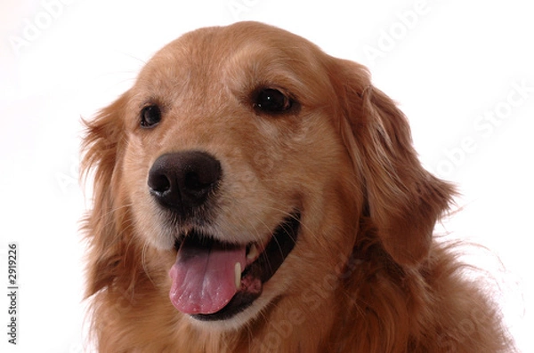Fototapeta Golden Retriever head shot