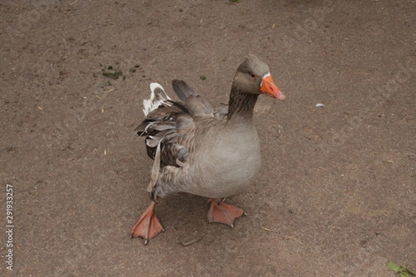 Fototapeta Duck in the sand