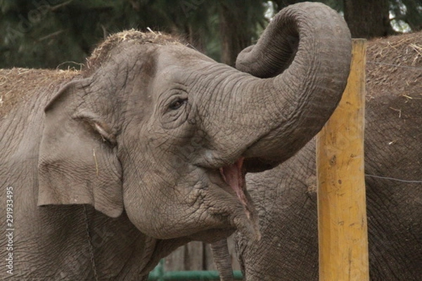 Obraz Elephant smile