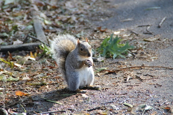 Obraz Squirrel in the park