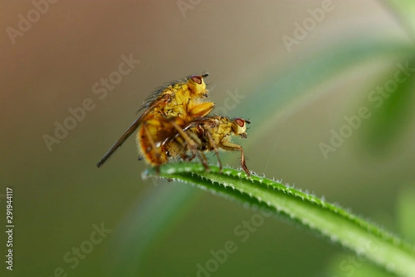 Fototapeta Insectos acasalando