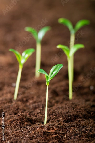 Obraz Green seedling illustrating concept of new life