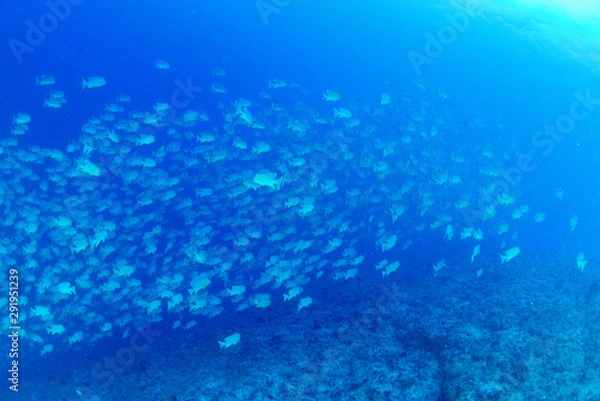 Fototapeta パラオ_ペリリュー_スキューバダイビング