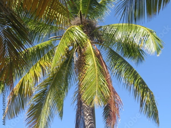 Fototapeta palm tree with coconuts