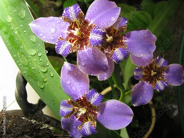 Fototapeta Blue walking Iris  / Neomarica Caerulea Regina - This flower is also known as Giant Queen Iris or Giant Apostle's Iris