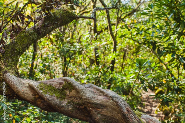 Fototapeta a branch over an old path through broad-leaved phyllite trees in Portugal