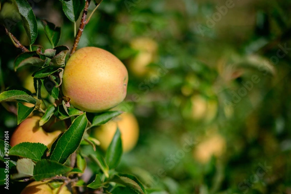 Fototapeta Green Apple