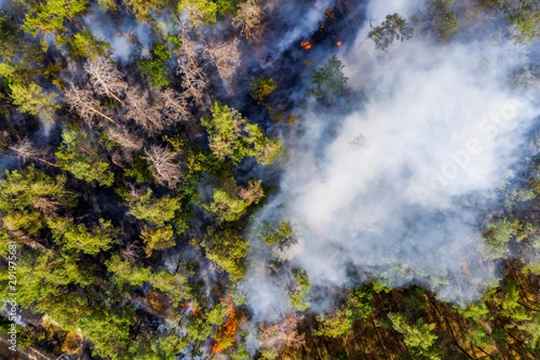 Obraz Aerial view of wildfire in forest. Burning forest and huge clouds of smoke.