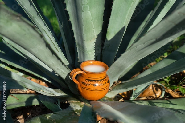 Fototapeta Mexican fermented beverage called "Pulque" in clay cups with agave cactus