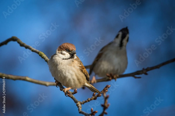 Fototapeta Feldsperling - Vogel