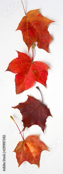 Fototapeta Border of maple autumn leaves.