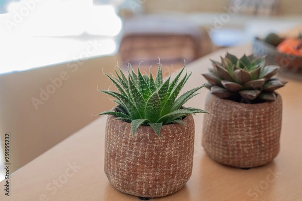 Fototapeta Little succulent pot plant on wooden table background with soft light