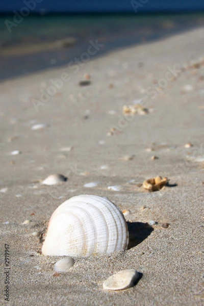 Fototapeta caribic beach with shell