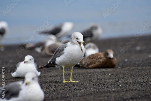 Obraz seagull on the beach
