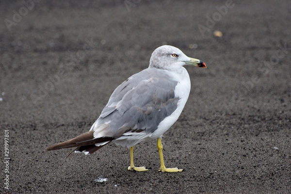 Obraz seagull on beach