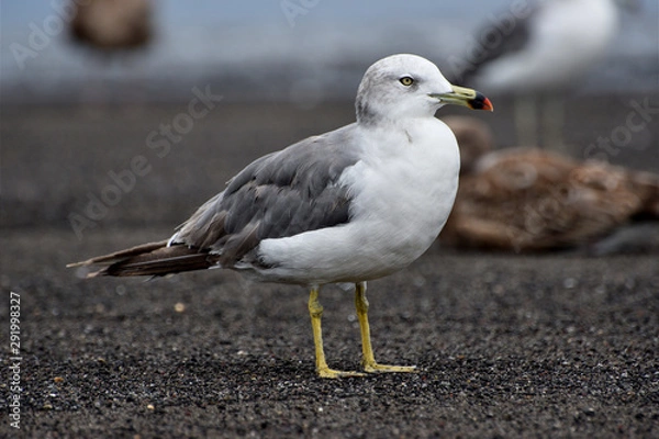 Obraz seagull on beach
